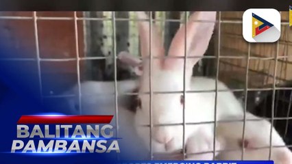 D.A. Region 10 supports emerging rabbit industry in northern Mindanao