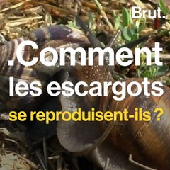Comment les escargots se reproduisent