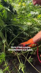 Comment pousse le chanvre ?