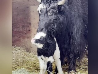 Baby-Überraschung: Zoo bekommt unerwartet Nachwuchs