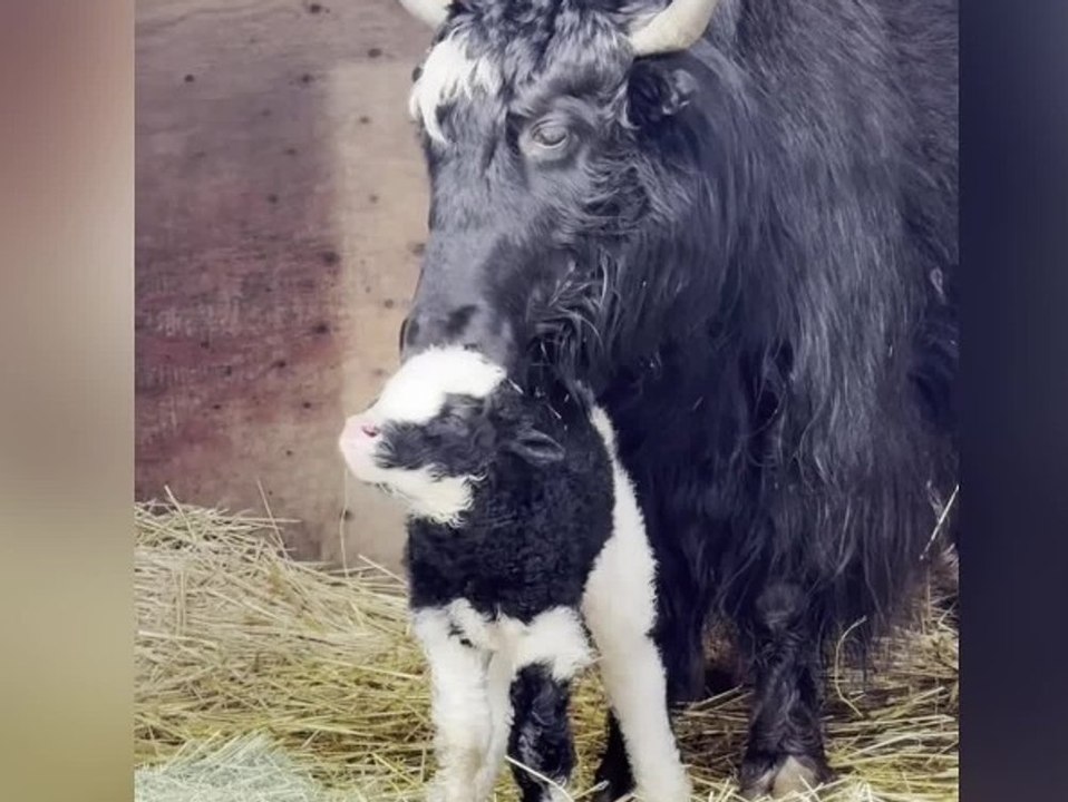Baby-Überraschung: Zoo bekommt unerwartet Nachwuchs