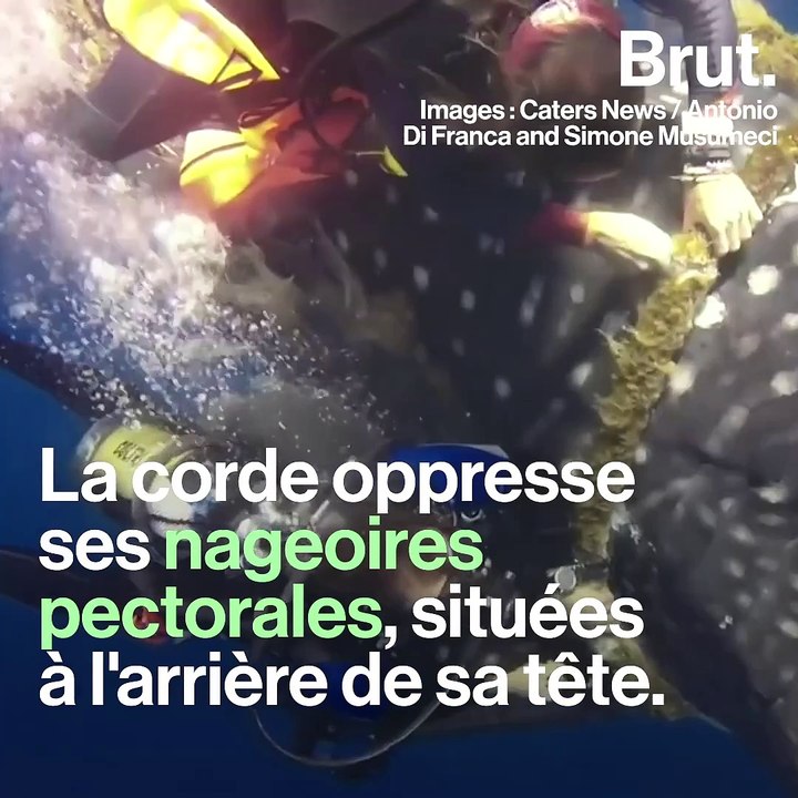 Un requin-baleine sauvé par des plongeurs