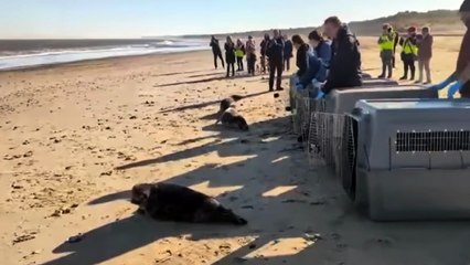 RSPCA East Winch Wildlife Centre return five grey seals to the wild in first release of the year