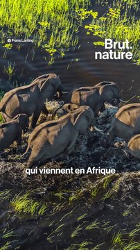 L'Okavango, un paradis de la biodiversité menacé