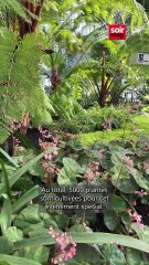 Les Serres royales de Laken se préparent à accueillir le public