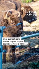 Un bison vient de naître au Royaume-Uni