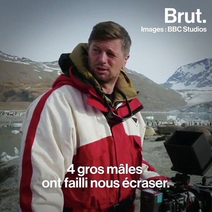 Les images exceptionnelles d'un combat d'éléphants de mer