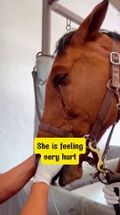 Horse 🐴🐴 Lover