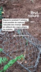 Le gouvernement réautorise la chasse aux alouettes