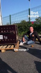 72h pour sauver Tanie, une oursonne de 4 mois recueillie par La Tanière