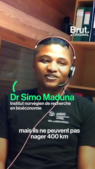 Comment le changement climatique mène l'ours polaire vers l'extinction