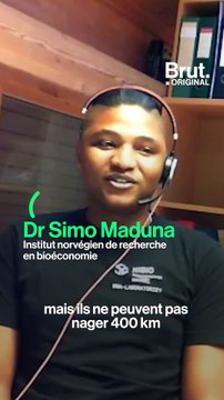 Comment le changement climatique mène l'ours polaire vers l'extinction