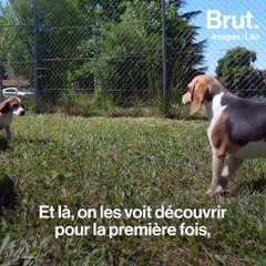 Des chiens de laboratoire libérés grâce à l'association Le Graal