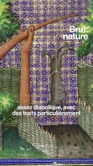 D'où vient la peur du loup ?