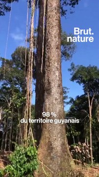 Un projet de centrale solaire en Amazonie divise la Guyane