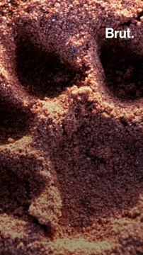 L'histoire des lions mangeurs d'hommes du Tsavo