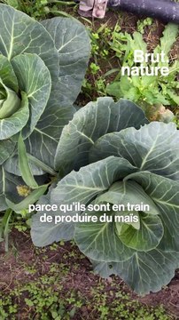 Méga-bassines agricoles : pour ou contre ?