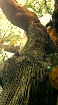 Réchauffement climatique : pourquoi les arbres sont essentiels ?