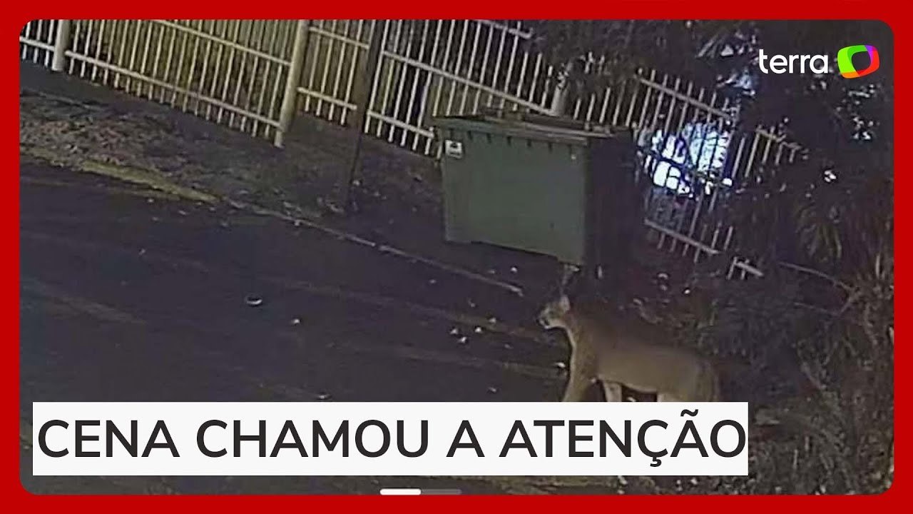 Onça-parda é flagrada ‘passeando’ pelo centro de Gramado (RS)