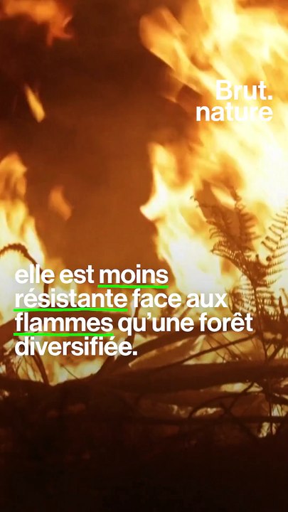 Incendies dans les Landes : pourquoi la forêt brûle ?