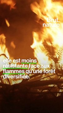 Incendies dans les Landes : pourquoi la forêt brûle ?