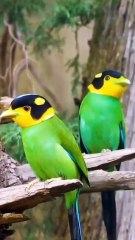 Saleemoffical presentation - Long-tailed Broadbill #birds