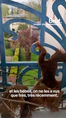 Une famille d'écureuils emménage derrière leur fenêtre