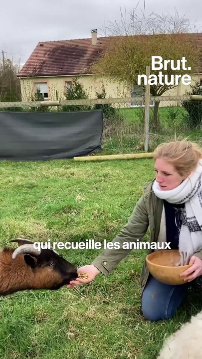 Elles recueillent des animaux de la ferme chez elles