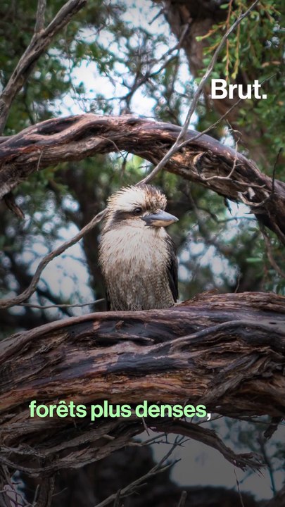 Le Kookaburra rieur, petit oiseau au cri célèbre