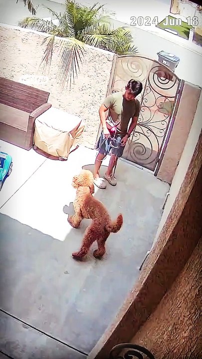 Lach dich schlapp mit Lustige Pfoten Ч. 6