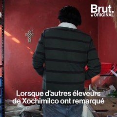 Mexique : cet éleveur tente de sauver l'axolotl de l'extinction