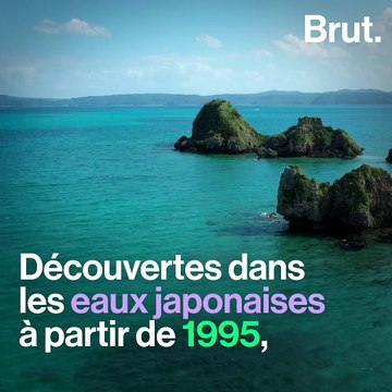 Ce poisson est un véritable architecte des fonds marins