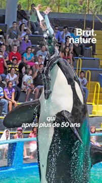 L'histoire de l'orque Lolita, en captivité depuis 52 ans