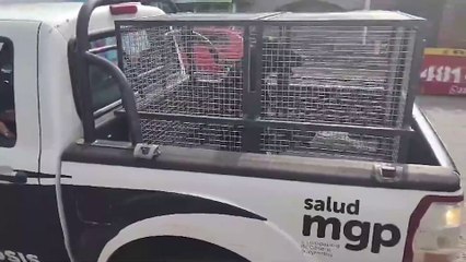 Así se llevaban al perro que había sido violado por una mujer en situación de calle
