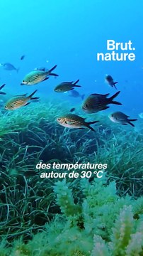 Méditerranée : c'est quoi une vague de chaleur océanique ?