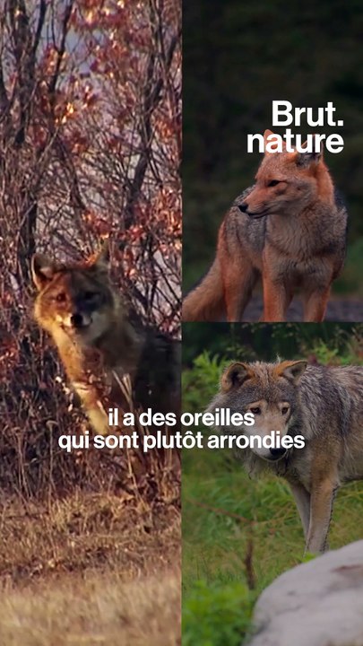 C'est quoi le chacal doré qui vient d'arriver en France ?