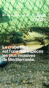 Les crabes bleus prolifèrent… Et si on les mangeait ?