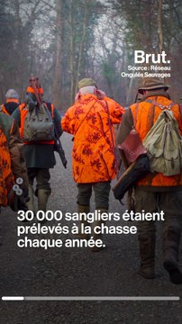 Sangliers : la reprise de la chasse relance le débat entre chasseurs, défenseurs des animaux et agriculteurs