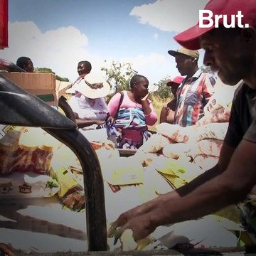 Zimbabwe : plusieurs dizaines d'éléphants retrouvés morts