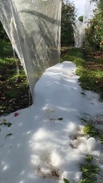 Granizo atinge pomares em Urupema e causa prejuízos aos produtores