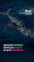 En Nouvelle-Calédonie, le WWF se mobilise pour sauver le dugong