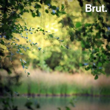 Une nuit en forêt pour observer le brame des cerfs