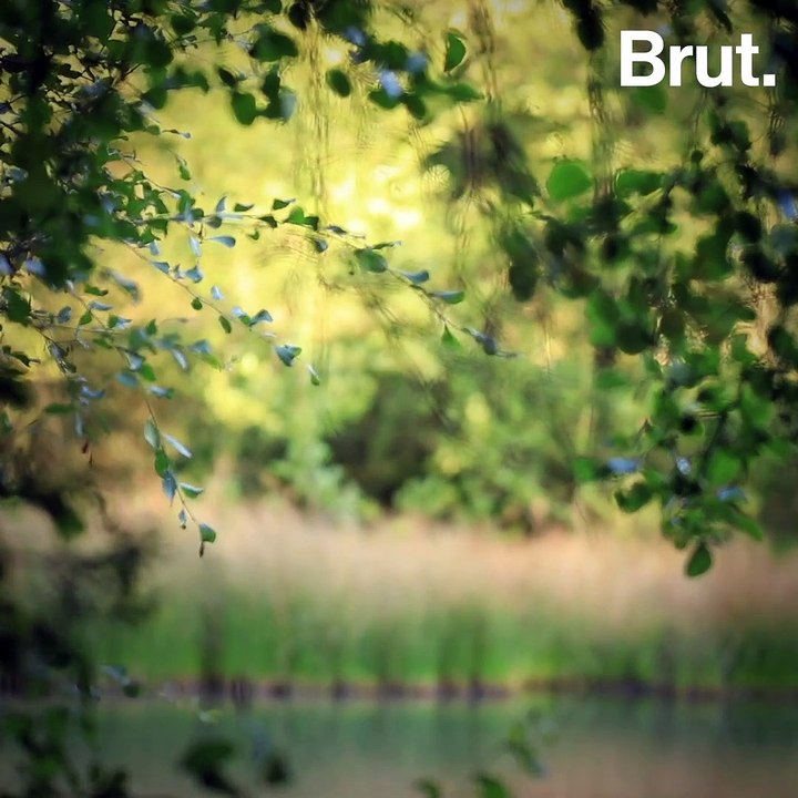 Une nuit en forêt pour observer le brame des cerfs