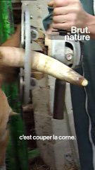 C’est quoi la vie d’une vache aujourd'hui en France ?