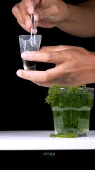 How Sea grapes rise close up  _urday _satisfying _closeup