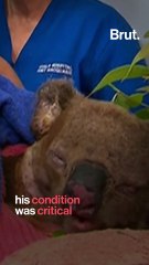 Lewis the koala dies weeks after being rescued from flames