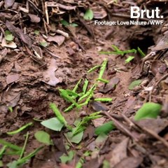 What leafcutter ants do with their leaves