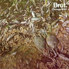 Spain: Thousands of suffocated fish washed up