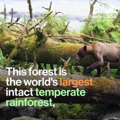 Donald Trump wants to exploit this old-growth forest