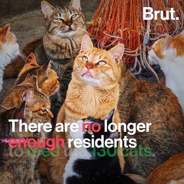 If I were a cat...